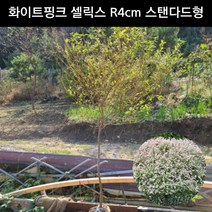삼색버드나무 화이트핑크 셀릭스 R4cm 스탠다드형 꽃나무 공원수 정원수 묘목 화분, 1개
