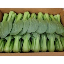 야채왕 싱싱한 청경채 300g 500g 1kg 4kg 박스, 청경채2kg