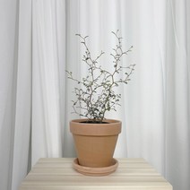 대성식물 마오리 시리즈 코로키아 코토네스터 실버 그린 소포라, 소포라 (10cm), 식물+중국토분 16호(주황색)