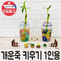 개운죽 식물 키우기 1인새싹관찰씨앗심기 학습재료, 단품, ∥ˇˇ상품선택ˇˇ∥