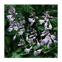 야생화 모종/ 비비추 모종 포트/ 10개 K2039