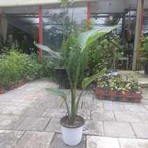 45~65cm 119 극락조 여인초 중품 공기정화식물