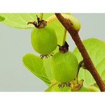 일세다래나무 - 결실주 야생화 다년생 분재 유실수