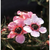 보람농자재 호주매화모종, 호주매화모종*3개, 1개