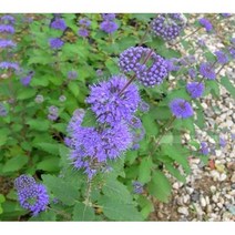 가을꽃 층꽃 포트(마편초과) / 15주, 층꽃 포트 / 15주