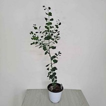 유칼립투스(중) 실내공기정화식물 유칼립투스키우기, 본상품선택