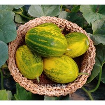 [화니미야농장] 파파야멜론 5kg 10kg