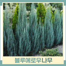 블루애로우나무 묘목 키1.5m(분) 1개