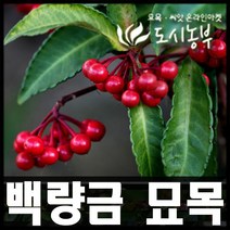 도시농부/ 백량금 나무/ 만량금 묘목/ 7치 화분/2주