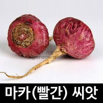 빨간 마카 씨앗 약초 종자 약용 야채 maca seed 50알, 1개