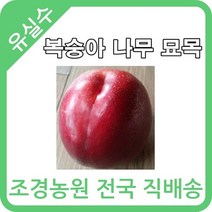 대한조경농원 복숭아 나무 묘목 (1년생 5주묶음)[장호원황도 엘바토 천중도 경봉(오도로끼) 신선 신비 후레부탄 선프레이 천홍 레드골드 환타지아 오월도 슈퍼골드 신품종 설홍 수미 유미 스위트퀸 엘로드림], 레드골드 5그루