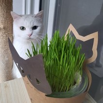 캣그라스 키우기 재배키트 고양이캣닢 수경재배 새싹보리 고양이헤어볼토 캣잎 캣입, 캣그라스 재배기(보리주머니3회분)