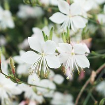 두륜산야생화 가우라(바늘꽃) 흰색 x 10포트