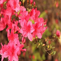 [좋은원예] 진달래 H0.5-0.6m / 1묶음(5주), 1개