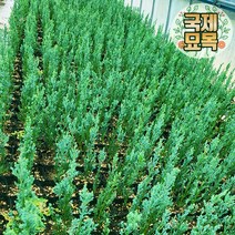 국제묘목농원 조경수 정원수 관상수 서양측백나무 향나무 묘목 화단 울타리나무담장 관상수 모음 미측백 사철푸른 조경수목, 04_문그로우(내년봄발송)