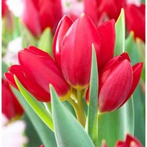 [꽃담은나무] 튤립 구근 야생화 정원꾸미기 네덜란드 직수입, 5.리플레이