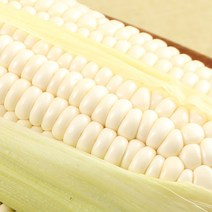 강원도 정선 햇 옥수수 미백 찰옥수수 산지직송 (15cm ~ 20cm 내외), 50개입