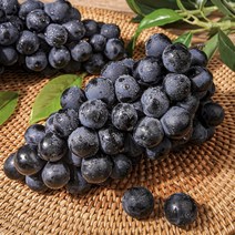 포도종류 고당도 머루포도 포도신품종 2kg 거봉포도, 프리미엄 거봉 1.4kg 내외 2송이