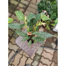 베고니아 화이트아이스 소품 수입식물 15~30cm 45