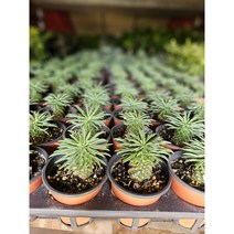 무배특가 원플원 2개발송 괴마옥 소품 15~25cm 99 다육식물 다육이 선인장, 1개