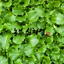 농부 심채열의 상추모종 진청맛상추 35개 텃밭 모종씨앗 상추키우기 쌈 채소 모종키우기
