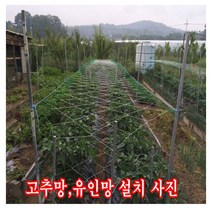 해피코리아 농자재 오이망 고추망 호박망 덩쿨 식물 유인망 90.120.180cm x100m, 120cmx100m