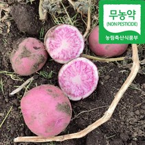 산지직송 프리미엄 제주감자 햇감자 탐라감자(노란감자) 홍지슬(빨간감자) 홍감자 10kg, 무농약 홍지슬(혼합사이즈)3kg