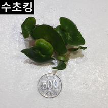 미니부레옥잠 (부상수초) 수초킹 키우기 쉬운 초보수초, 1개