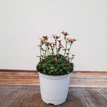꽃파는농부 - 키우기 쉬운 공기정화식물/꽃을 피우는 야생화 운간초