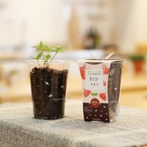화분재배KIT 컵가든 봉선화 키우기