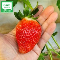 킹스베리 생딸기 논산딸기 1kg, 킹스베리_왕특(45~54g)