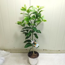 레몬나무 공기정화식물 최상급