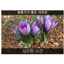 샤프란 구근 10구/추식알뿌리, 1개