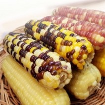 옥수수 맛있게 삶는 냉동 찰옥수수 알록이 홍찰 황찰 백찰, 20개