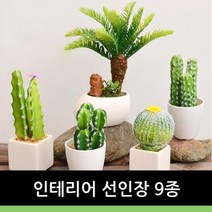 인테리어 선인장9종, 9번