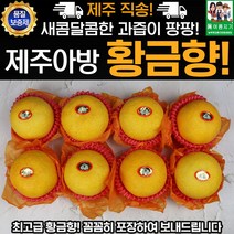 제주 황금향 선물용 고급 3kg 7-13과 추석선물 명절선물