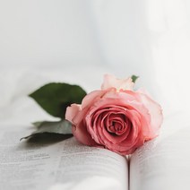 향기에반하다 프래그런스오일 로즈31 L타입 디퓨저 향수 만들기 니치향수 재료, 로즈31 프래그런스오일 100ml