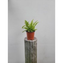 형광형광 보스턴고사리 소품 15-25cm 39