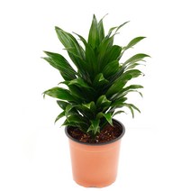 아침향기 공기정화식물 중형 대형 화분 중형몬스테라 특별할인, 콤펙타(중형), 1p