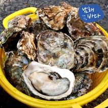 [남해바다] 국내산 석화굴 10kg(각굴), 단품