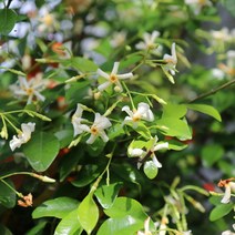 백화등 x 10포트 봄꽃 다년생