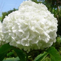 수국백당 나무 묘목 - 80cm(분) 1개
