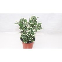 [골든플랜트] 백사철 은사철 백사철키우기 사철나무키우기 인테리어 공기정화식물 노지월동 가습식물