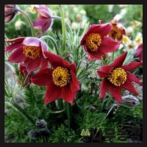 (나무농장) 유럽할미꽃 불가리스 레드 숙근 ( 2개묶음 )