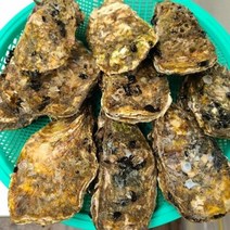 통영 삼배체굴 석화굴 2kg