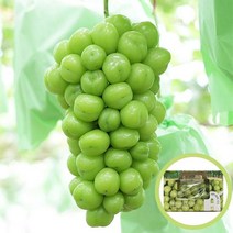[GAP인증] 프리미엄 특품 상주 샤인머스켓 한송이 600g, 단품