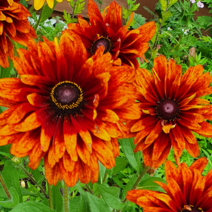 겹루드베키아 [3포트] 꽃색랜덤 (복남이네야생화 여름 야생화 천인국 rudbeckia)