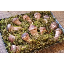 장생버섯 참송이버섯, 1세트, 500g(상품)