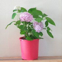 수국 9종 대품 목수국 엔들레스썸머 오리지널 더브라이드 블룸스타 트위스트앤샤우트 7치 화분, 1. 오리지널(7치화분)