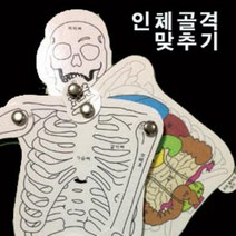 인체구조 골격 뼈 맞추기 10P 초등과학 돌봄 수업 원리 연구 재료 도구 학습 탐구 방과후 교구